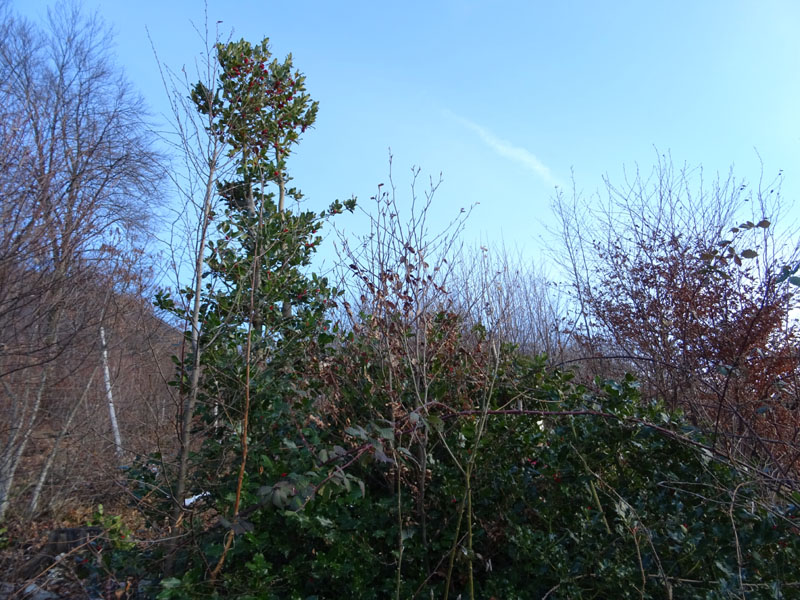 Ilex aquifolium / Agrifoglio